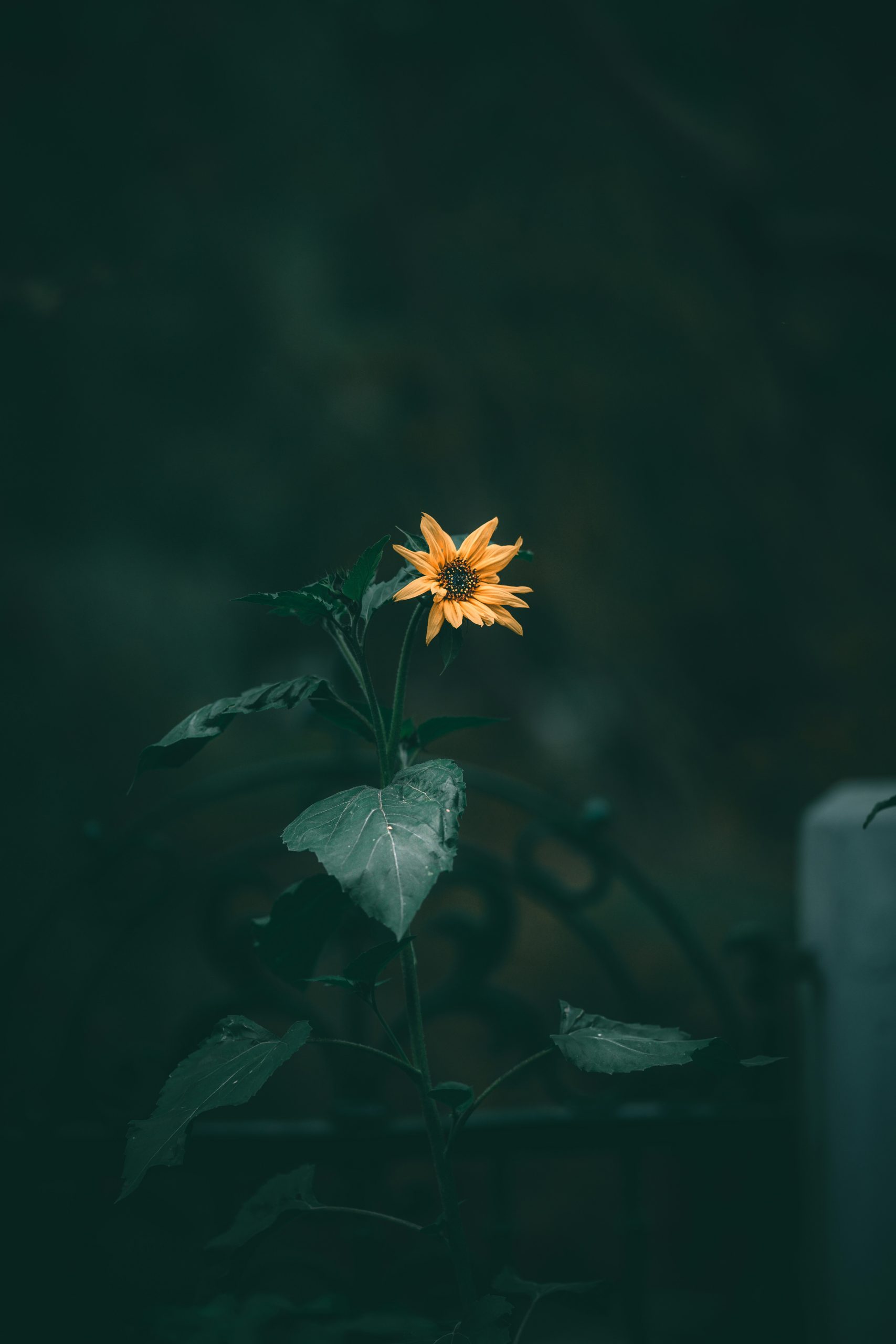 নিশনামা ডাইজেস্ট ইস্যু ৬৫