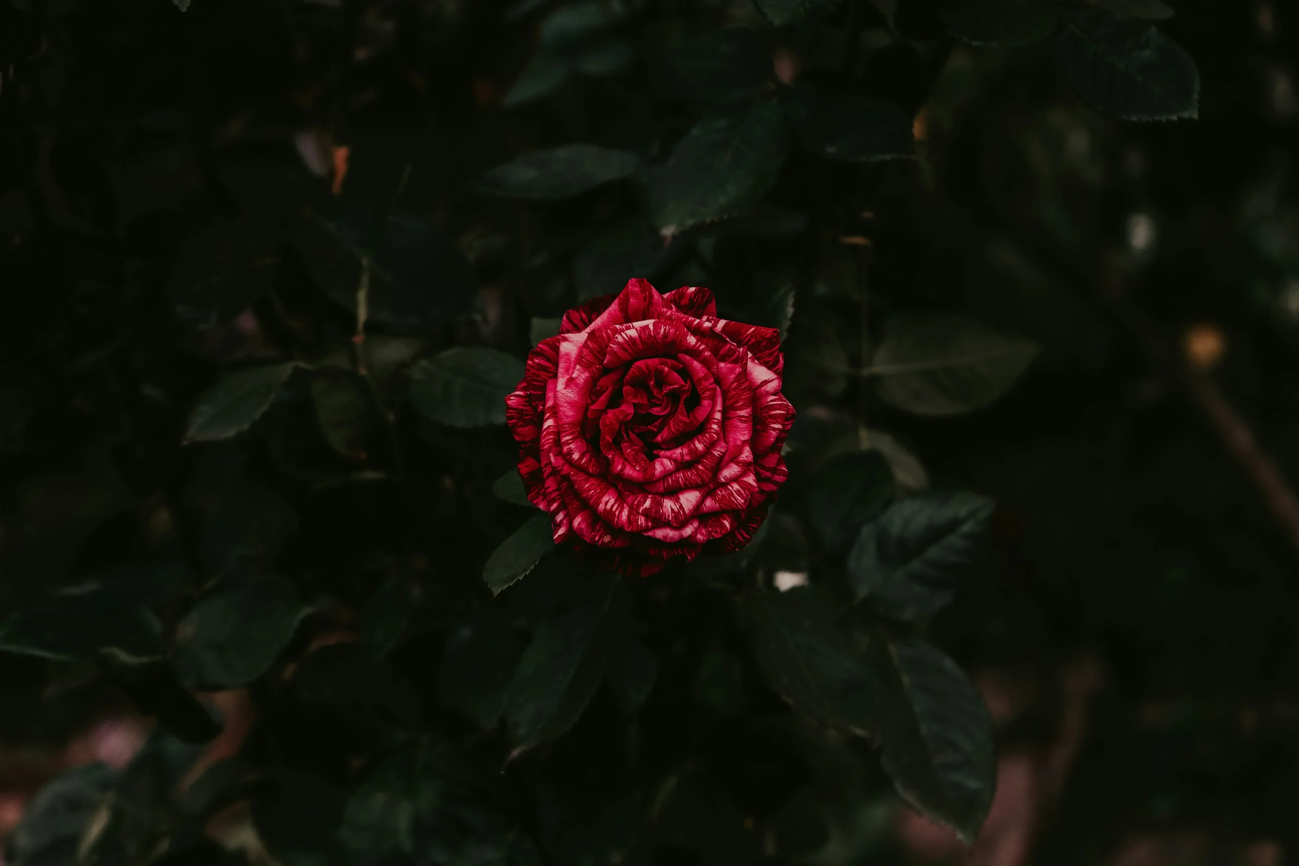 নিশনামা ডাইজেস্ট ইস্যু ৮৬